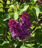 cerca arriba de púrpura flores en un árbol rama con verde hojas en enfocar. botánico dicha. orgánico jardín follaje. púrpura lila floraciones en un herboso jardín paisaje. alto calidad foto