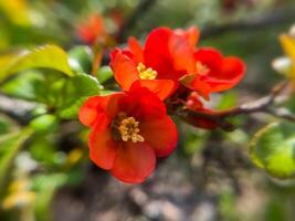 Close Up of Japanese Quince Red Flower with Yellow Center on Tree Branch. Floral Detailed View. High quality photo