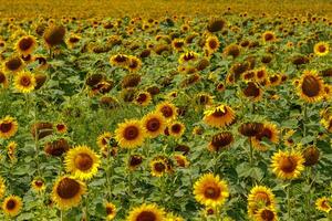 Beautiful field of yellow sunflowers on a background of blue sky with clouds photo