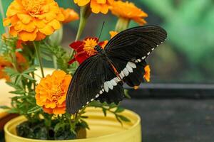 macro beautiful butterfly Papilio polytes photo