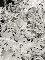 The foliage of the maple tree is vertical. Abstract colored leaves are densely located on the branches of the tree. photo