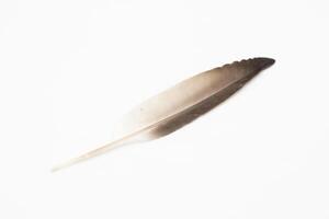 Beautiful feather on white background, natural bird feathers isolated on a white background, Single feather isolated on a light background. photo