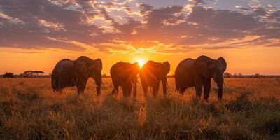 A herd of elephants standing peacefully in a field at sunset under a red sky photo