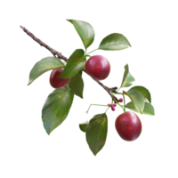 Plum Fruit on a Branch with Leaves and Green Leaves on Transparent Background AI-Generative png
