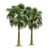 Two Palm Trees on Transparent Background AI-Generative png