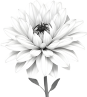 Delicate white dahlia blooms enchant with pristine petals. AI-generated. png