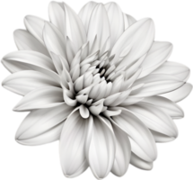 Delicate white dahlia blooms enchant with pristine petals. AI-generated. png