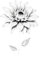 Delicate white dahlia blooms enchant with pristine petals. AI-generated. png