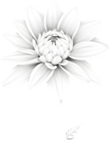 Delicate white dahlia blooms enchant with pristine petals. AI-generated. png