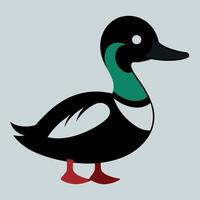 Bufflehead Duck learns icon illustration vector