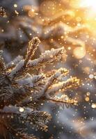 Snow-Covered Pine Branch In Sunlight During Winter photo