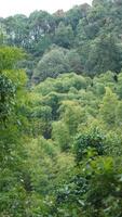The beautiful mountains landscapes with the green bamboo forests and little country road as background in the countryside of the China photo