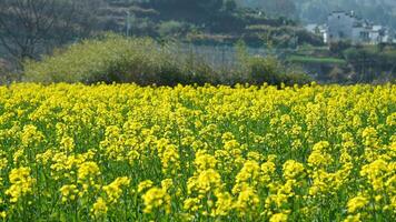 The beautiful countryside landscapes with the yellow oil flowers blooming and little village as background in the south of the China in spring photo