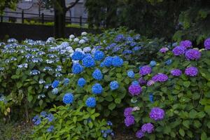 A hydrangea flower at the garden in the public park medium shot photo