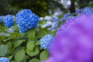 A hydrangea flower at the garden in the public park front blur photo