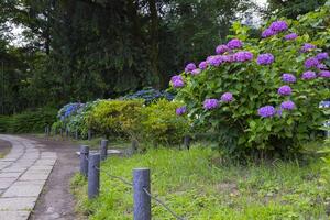 A hydrangea flower at the garden in the public park medium shot photo