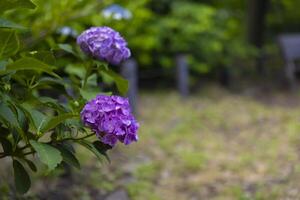 A hydrangea flower at the garden in the public park photo