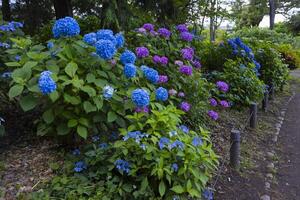 A hydrangea flower at the garden in the public park medium shot photo