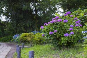 A hydrangea flower at the garden in the public park medium shot photo