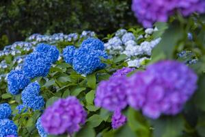 A hydrangea flower at the garden in the public park medium shot front blur photo