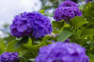 A hydrangea flower at the garden in the public park front blur photo