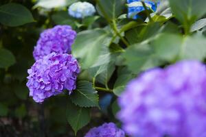 A hydrangea flower at the garden in the public park front blur photo