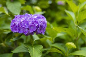 A hydrangea flower at the garden in the public park photo