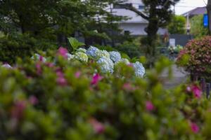 A hydrangea flower at the garden in the public park medium shot front blur photo