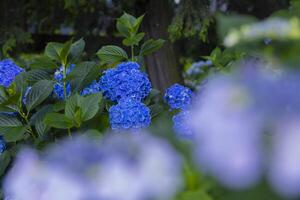 A hydrangea flower at the garden in the public park medium shot front blur photo