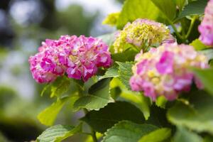 A hydrangea flower at the garden in the public park front blur photo