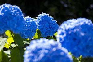 A hydrangea flower at the garden in the public park front blur photo