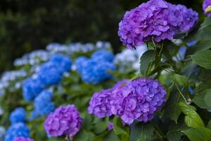 A hydrangea flower at the garden in the public park photo