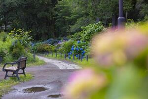 A hydrangea flower at the garden in the public park medium shot front blur photo