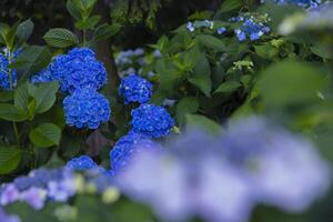 A hydrangea flower at the garden in the public park medium shot front blur photo