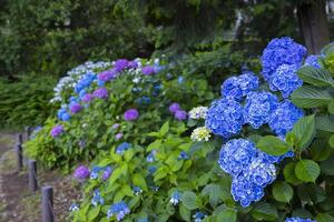 A hydrangea flower at the garden in the public park photo