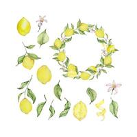 Watercolor lemon frame set with fruit, slice, leaves and flowers vector