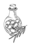 Glass jar with olives inside and an olive sprig. olives in black and white hand drawn style with shading. Olives made in ink. Illustration of olives on a transparent background. Black outline of olive vector