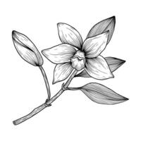 Vanilla flower on a stem with buds and leaves. Hand drawn vanilla orchid. Line art illustration of vanilla. Vanilla on isolated background vector