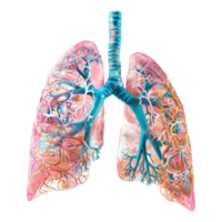 3D Human Lungs on Transparent Background png