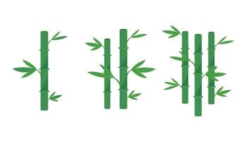 isolated bamboo on white background vector