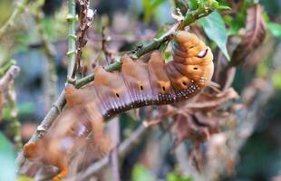Brown worm hang on to eat leaf photo
