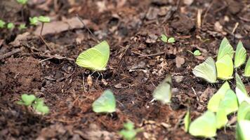 Group of yellow butterfly setting on ground photo