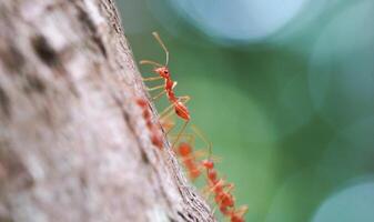 Ant in nature with macro photography photo