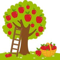 Apple tree in the garden, a ladder and a basket with harvested apples. Apple picking in the farm. vector