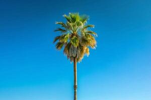 Palm trees onat the background of blue sky photo