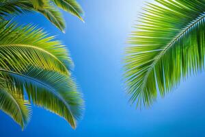 Palm trees onat the background of blue sky photo