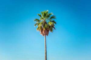 Palm trees at the background of blue sky photo