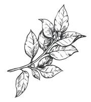 Laurel on a white background in retro style. A popular seasoning in Italian, Greek and Provencal cuisine. Branch in engraving style. Spices botanical illustration. vector