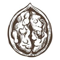 Hand-drawn sketch of walnuts illustration. Open walnut kernels and shells sketch icons. Fresh organic food. Vegetarian diet snack. Black and white nut pattern. Isolated on white background. vector