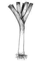 Leek in engraving technique. illustration isolated on white background. Green onion, ink linear sketch. vector